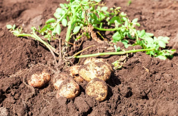 Grävde nymalen ekologisk potatis på fältet i solig sommardag — Stockfoto