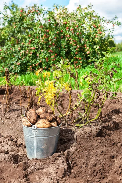 Patatas recién cavadas en cubo de metal en la plantación en soleado — Foto de Stock