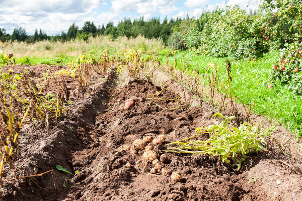 Freshly dug organic potatoes on the field in sunny summer day