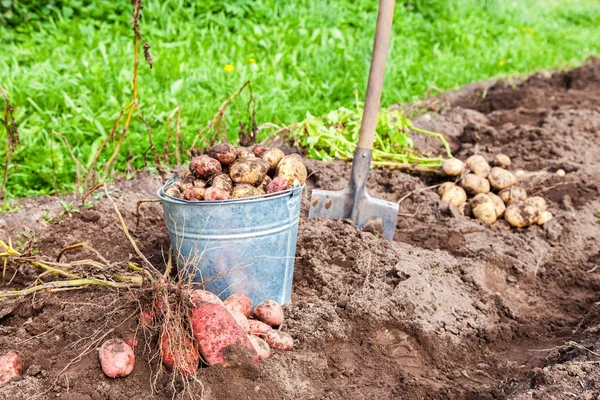 Свежевырытый картофель в металлическом ведре и лопатой на плантации — стоковое фото