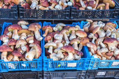 Loc, kutularındaki taze porcini mantar (boletus mantarı)
