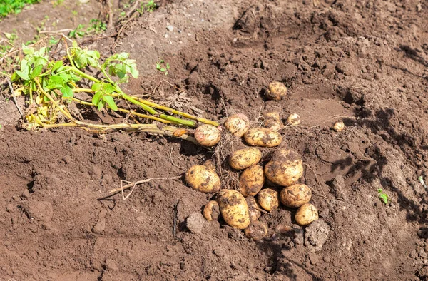 Świeżo wykopanych organicznych ziemniaków na polu w słoneczny letni dzień — Zdjęcie stockowe