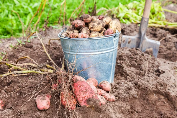 Freshly dug potatoes in metal bucket and shovel on the plantation — Stock Photo, Image