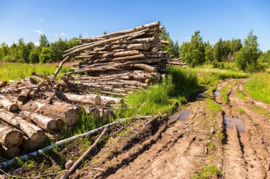 Güneşli yaz günde bir orman yolunda yığılı ağaç günlükleri kesmek