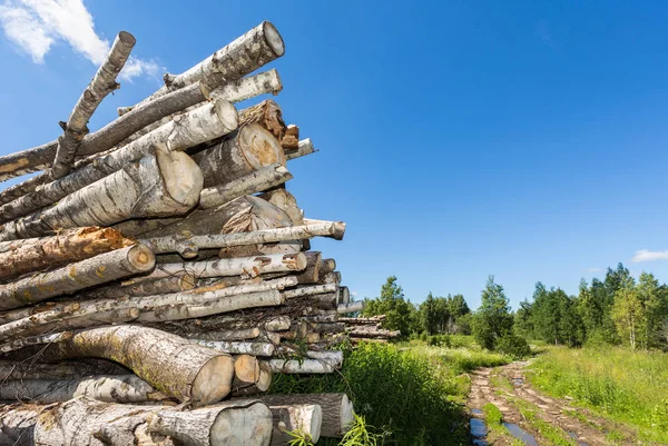 Cortar troncos de árboles apilados cerca de un camino forestal en un soleado día de verano — Foto de Stock