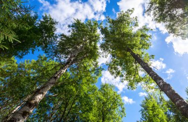 Kron karşı ormandaki başının üstünde uzun boylu huş ağaçlarının 