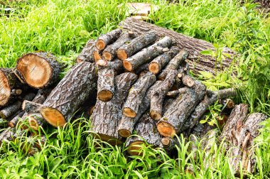 Yaz aylarında ormanda kesim ağaçlara yığını. De-ağaçlandırma