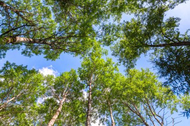 Kron karşı ormandaki başının üstünde uzun boylu huş ağaçlarının 