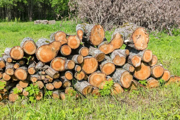Stos drewna, ściętych drzew w lesie, latem — Zdjęcie stockowe
