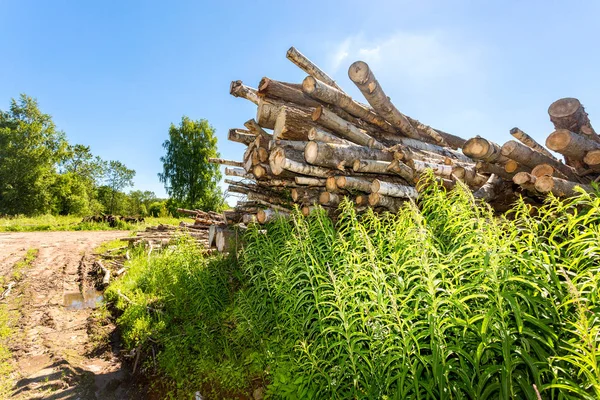 Tagli di tronchi d'albero accumulati vicino a una strada forestale in giorno estivo soleggiato — Foto Stock
