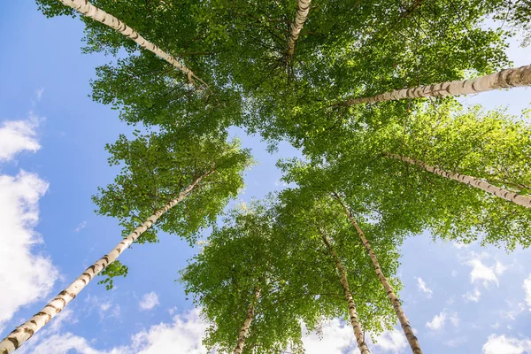 Kronen van hoge berkenbomen boven zijn hoofd in het bos tegen — Stockfoto