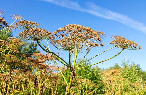 Kuh Pastinaken oder der giftige Bärenklau an sonnigen Sommertagen — Stockfoto