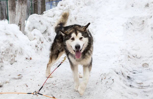Aljašský malamut pes po závodě psích spřežení v destinaci winter park — Stock fotografie