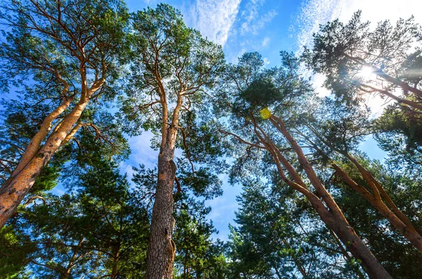 Kronen van hoge dennenbomen in het bos tegen een blauwe hemel in su — Stockfoto