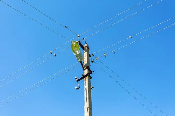 Zwaluwen zitten op elektrische draden tegen de blauwe hemel — Stockfoto