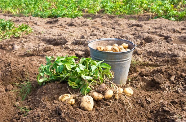 Органический картофель в металлическом ведре на огороде — стоковое фото