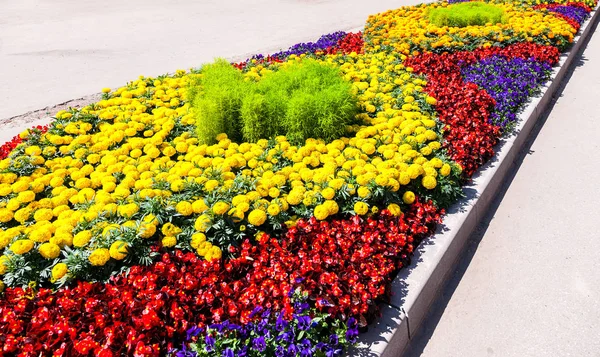 Macizo de flores con diferentes flores de colores en la calle de la ciudad en summ — Foto de Stock