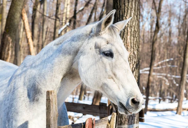Testa di un bellissimo cavallo bianco presso la fattoria in inverno giornata di sole — Foto Stock