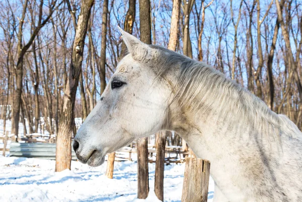 Güzel beyaz bir at çiftliğinde kış güneşli günde başkanı — Stok fotoğraf