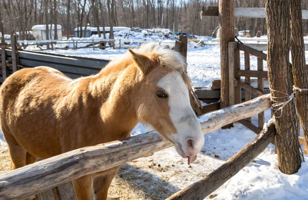 Krásné mladé koně na farmě v zimě slunečný den — Stock fotografie