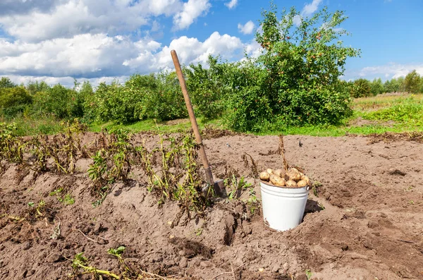 Vers gegraven aardappelen in metalen emmer en schop op de groente — Stockfoto