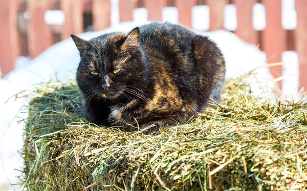 Katt sitter på hö i vinter solig dag — Stockfoto