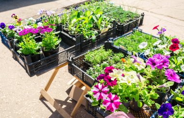 Fidan sokak dekoratif çiçek satışı