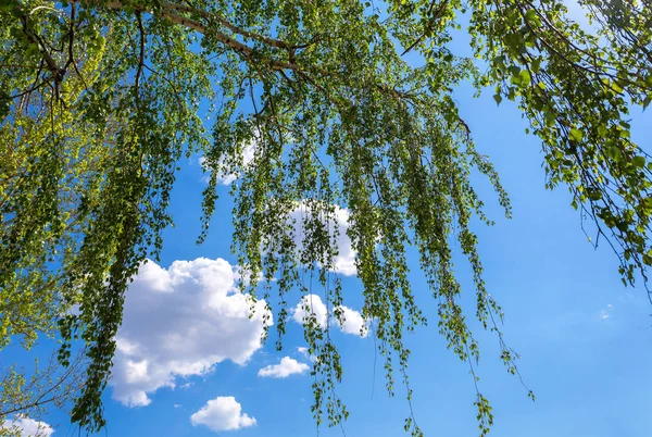 Birch tree branches against the blue sky in springtime