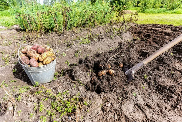 Skördad ekologisk potatis i metallhink — Stockfoto