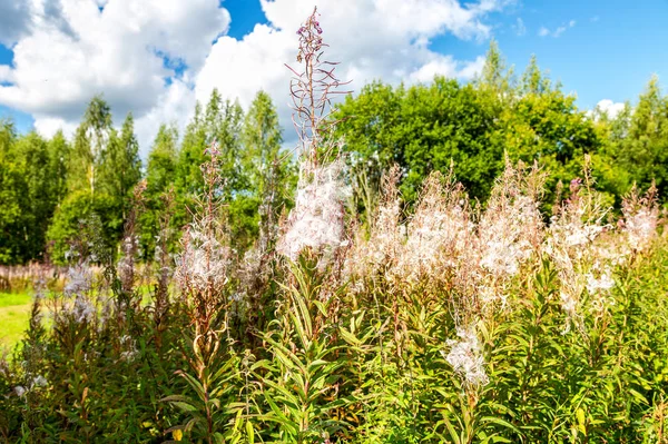 Fialová alpská fireweed — Stockfoto