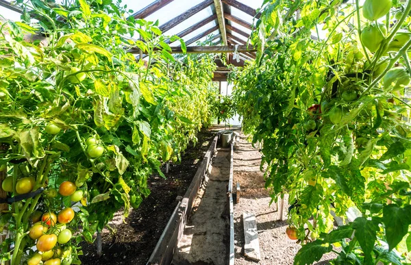 Las frutas de tomate crecen en un invernadero —  Fotos de Stock