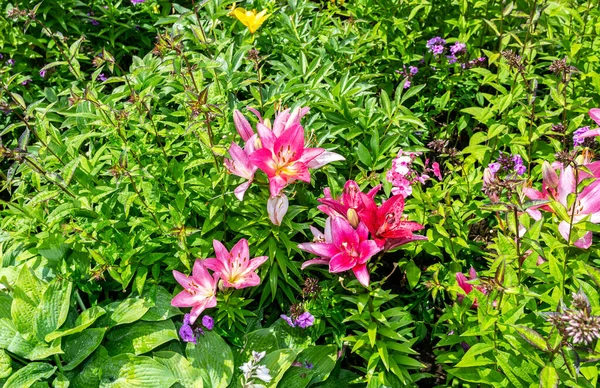 Dekorative Blumen als natürlicher organischer Hintergrund — Stockfoto