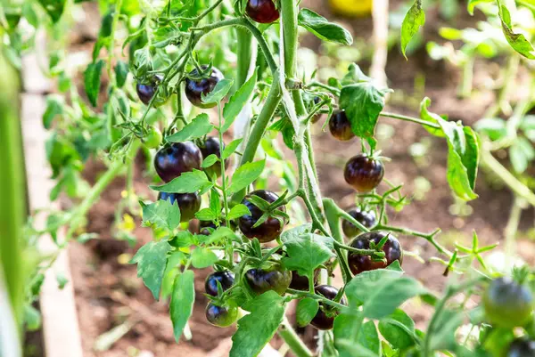 Frutos de tomate negro creciendo en un invernadero — Foto de Stock
