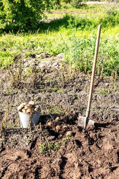 Skördad ekologisk potatis i grönsaksträdgården — Stockfoto