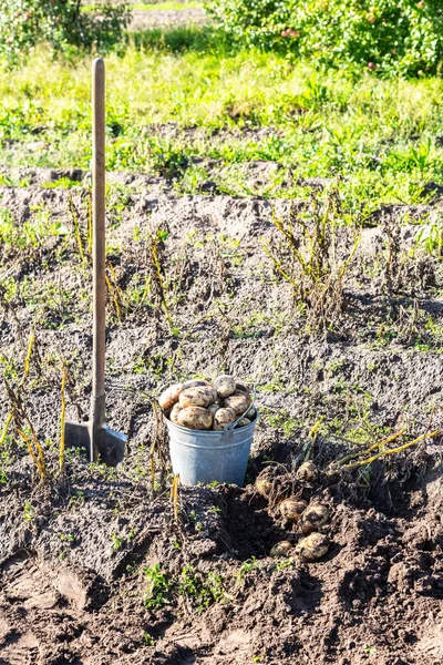 Skördad ekologisk potatis i grönsaksträdgården — Stockfoto