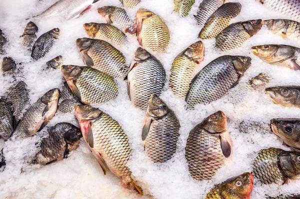 Pescado fresco crudo en el hielo — Foto de Stock