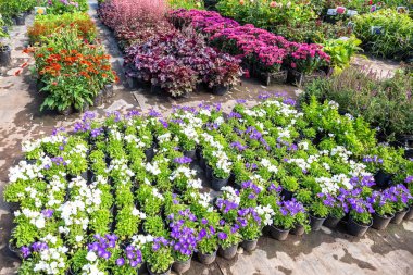 Farklı dekoratif çiçeklerin fideleri satılıyor.
