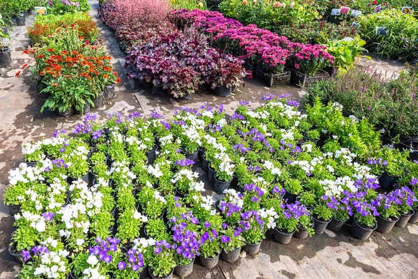 Sprzedaż sadzonek różnych kwiatów ozdobnych — Zdjęcie stockowe