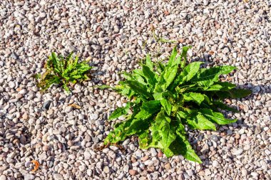 Yeşil bitki kaldırımda yetişiyor.