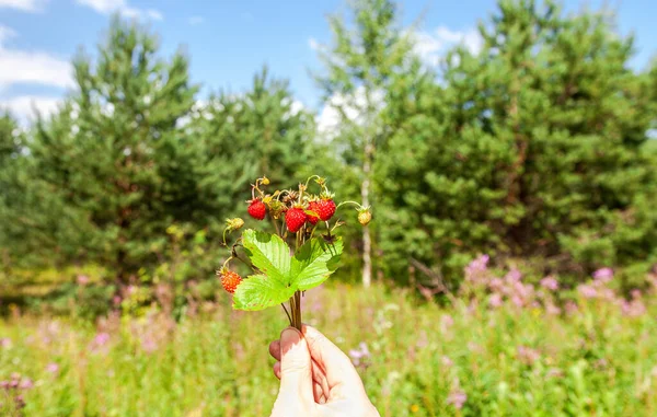 Bunch of wild strawberries in a hand — Stock Photo, Image