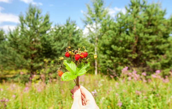 Ein Bund Walderdbeeren in der Hand — Stockfoto