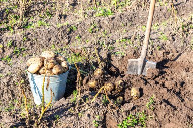 Sahada patates hasadı.