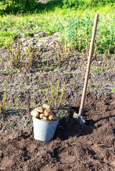 Aardappelen die op het veld oogsten — Stockfoto