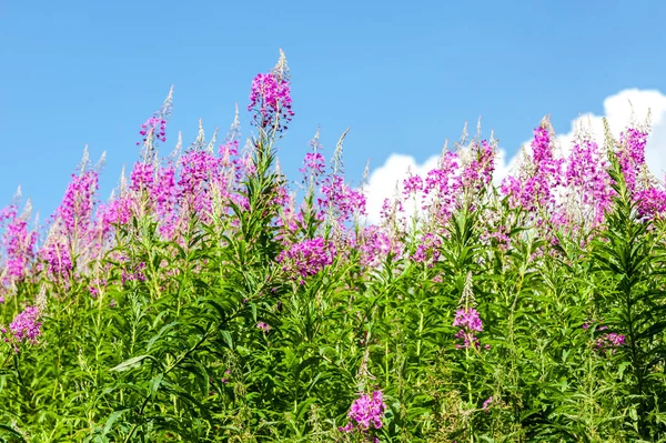 Fioletowy Alpejski Fireweed Różowo Kwiecisty Angustifolium Epilobium Kwiat Zbliżenie Willowherb — Zdjęcie stockowe