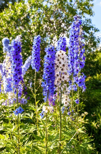 Beautiful Decorative Lupine Flowers Growing Garden — Stock Photo, Image