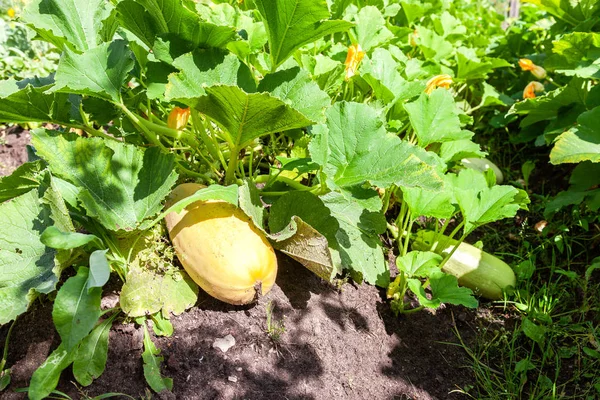 Large Yellow Zucchini Green Leaves Growing Garden Farmer — Stock Photo, Image