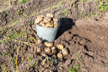 Sebze bahçesindeki metal kovada taze organik patatesler. Sahada patates hasadı