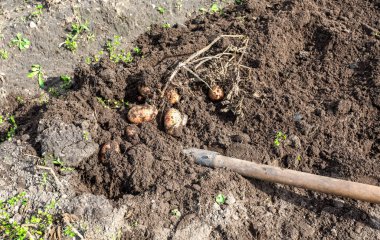 Patates tarlasında yeni patates hasadı. Yeni hasattan taze kazılmış organik patates.