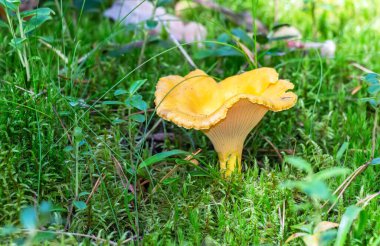 Chanterelle mantarı yaz ormanında yeşil çimlerin arasında yetişiyor.