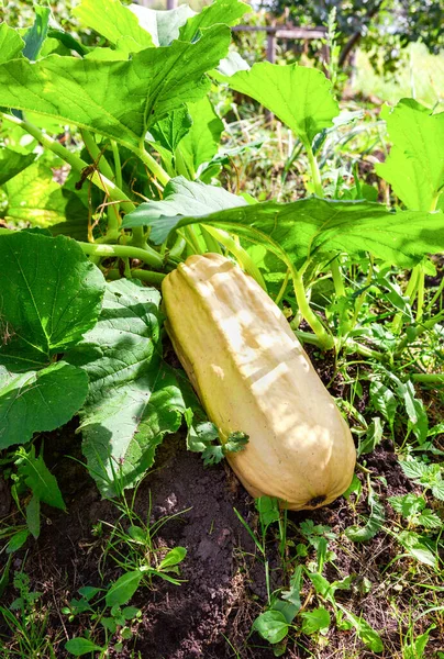 Zucchini Large Green Leaves Growing Vegetable Garden Environmental Vegetables — Stock Photo, Image